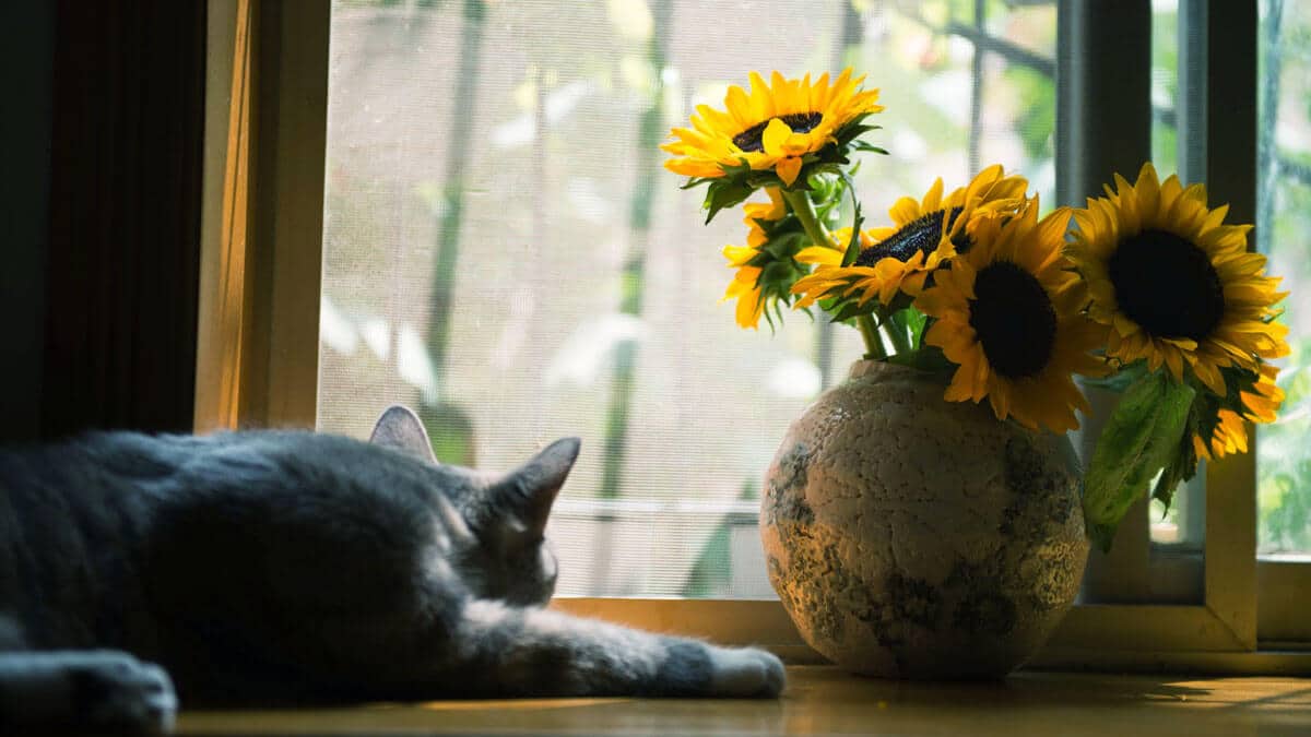 gray cat near brown vase with sunflowers