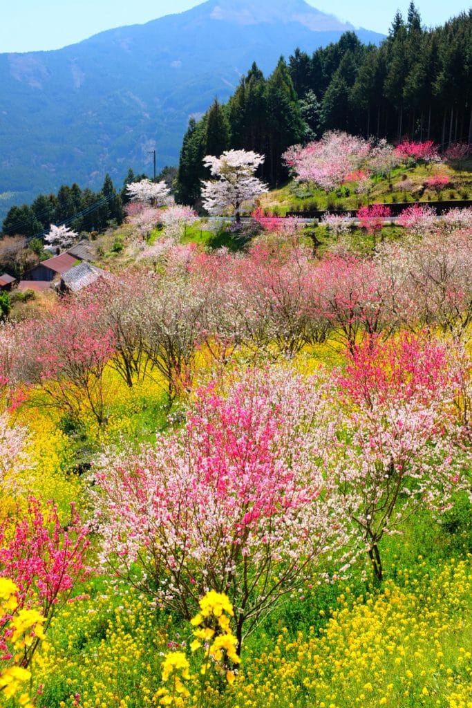 mountainside in springtime with yellow flowers and trees with pink flowers